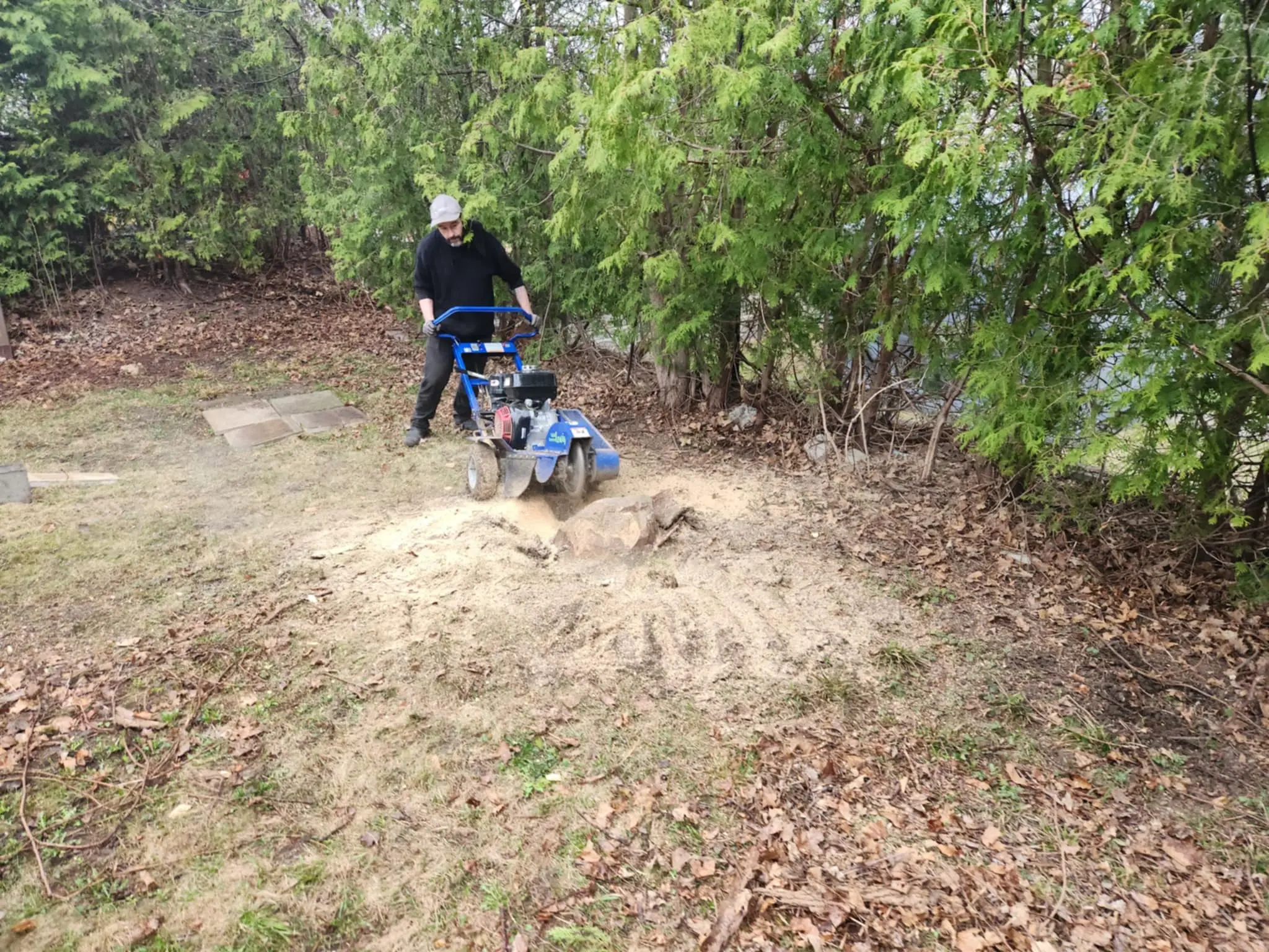 Cèdres pour aménagement paysager complet