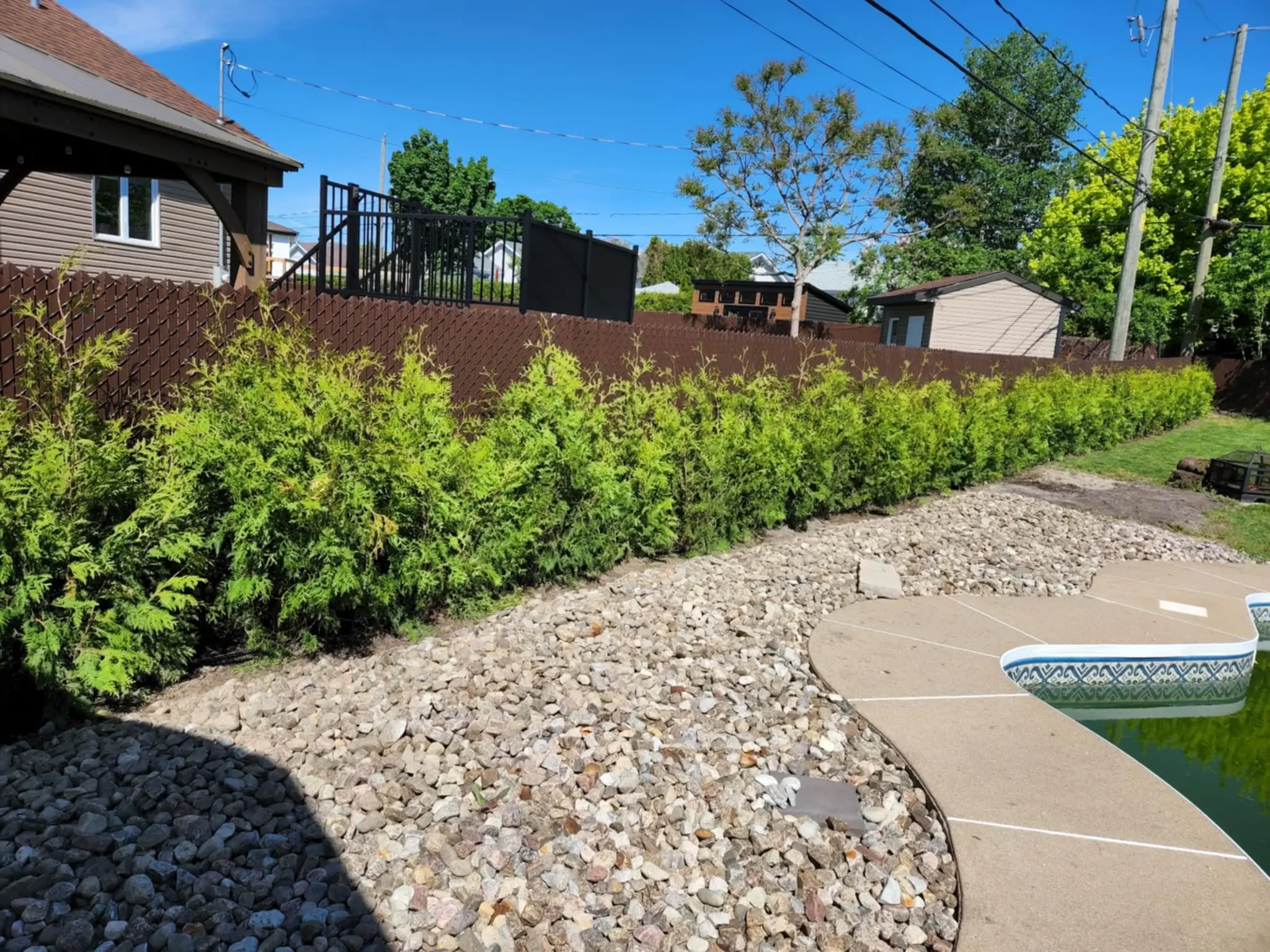 Haie de cèdres dense et bien entretenue