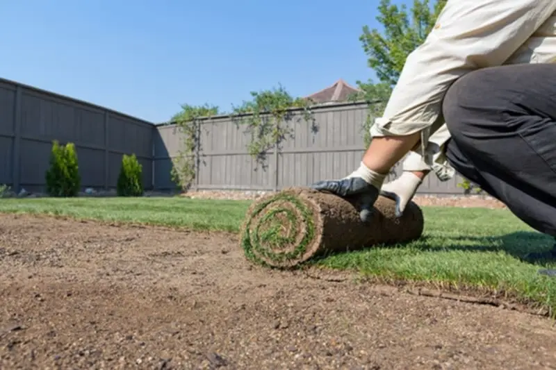 Haie de cèdres pour bordure extérieure