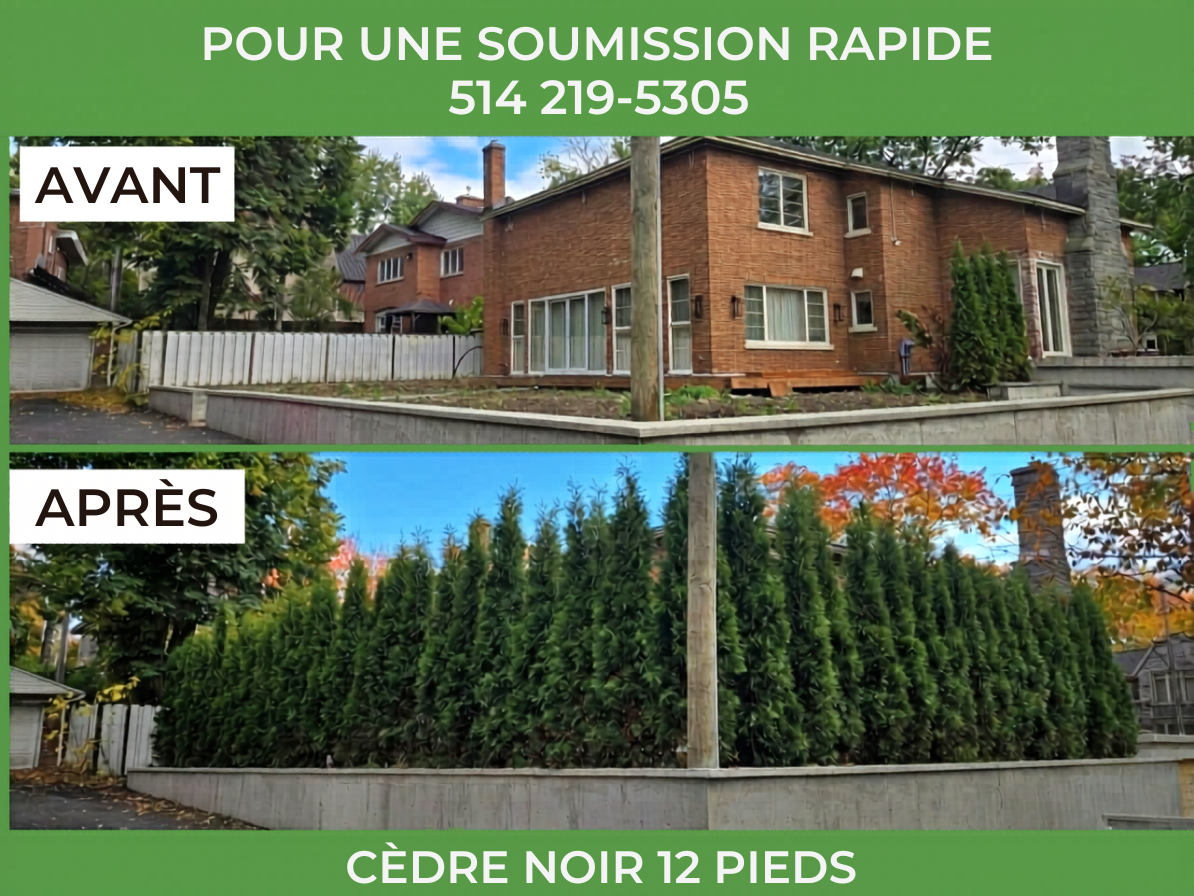 Expert plantation cedre montreal et laval